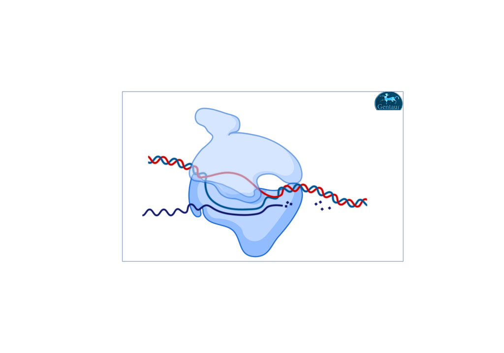  Balanced Salt Solution with Phenol red, w/o Sodium bicarbonate / 10X